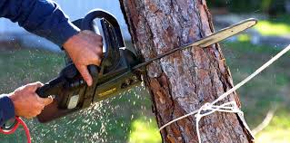 Best Tree Disease Treatment  in Cascade, ID