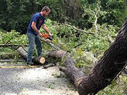 Trusted Cascade, ID Tree Services Experts