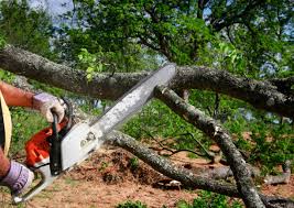 Best Stump Grinding and Removal  in Cascade, ID