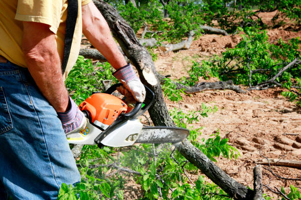 How Our Tree Care Process Works  in  Cascade, ID