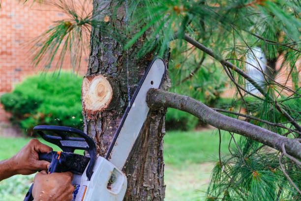 Best Tree Trimming and Pruning  in Cascade, ID